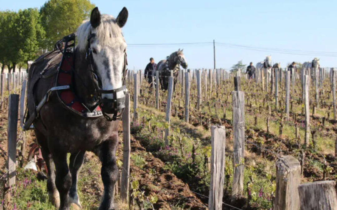 horses in bordeaux vineyards