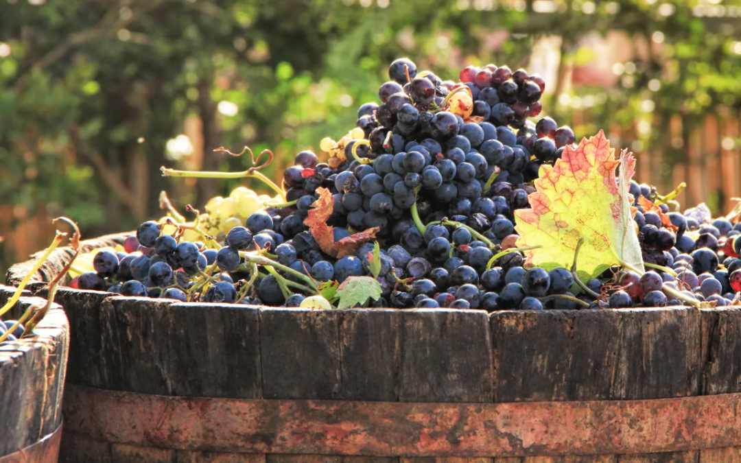 bordeaux-wine-vacations-barrel-grapes
