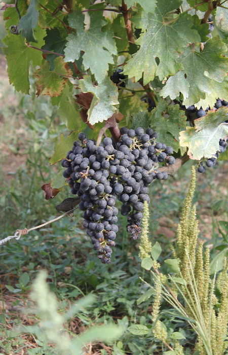 bordeaux private chateau visit day tour