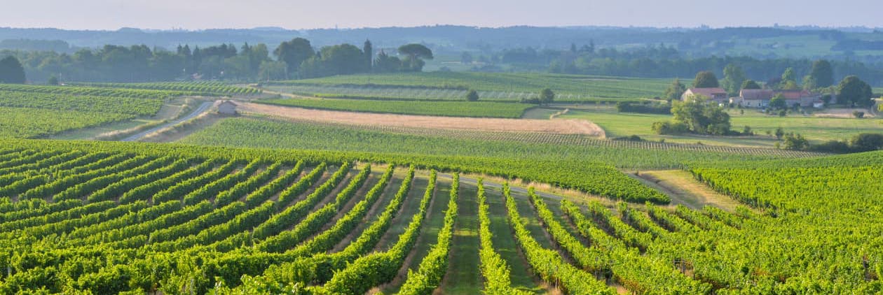 graves wine tour bordeaux travel experience vineyards