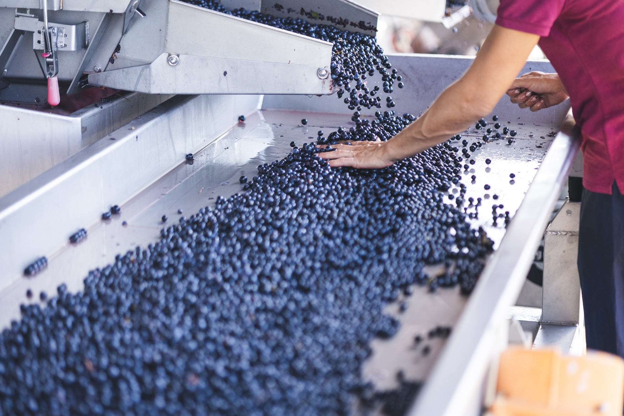 Bordeaux Grape Harvest Season