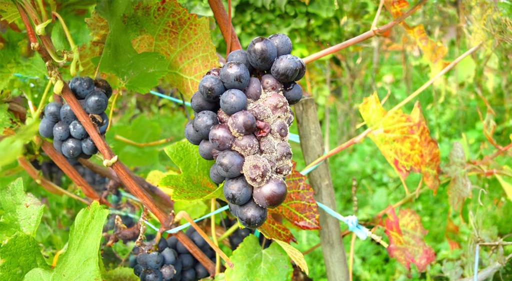 noble rot