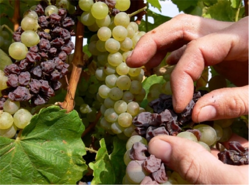 noble rot