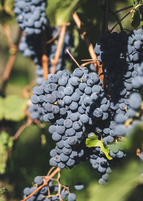 Bordeaux Cabernet Grape