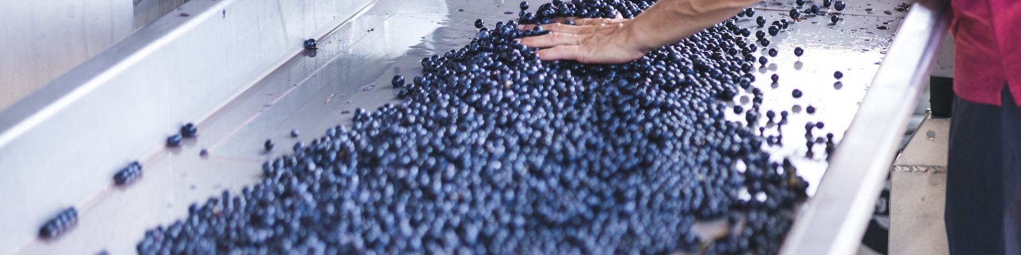 Bordeaux Grape Harvest Tour