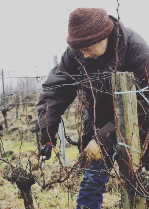 Bordeaux-Vineyards-in-WInter