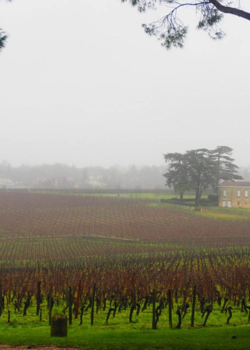 Fog winter vineyards