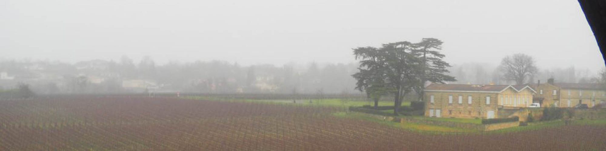 Fog winter vineyards