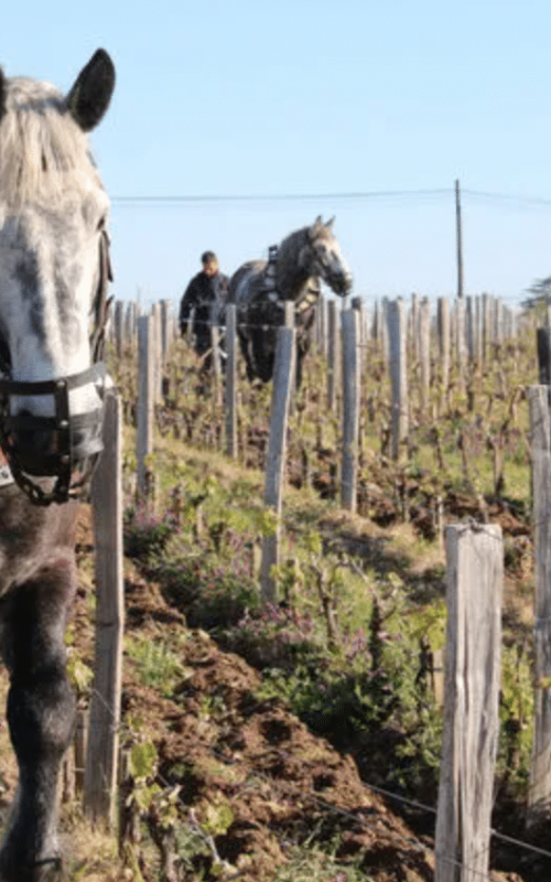 horses-in-bordeaux-vineyards
